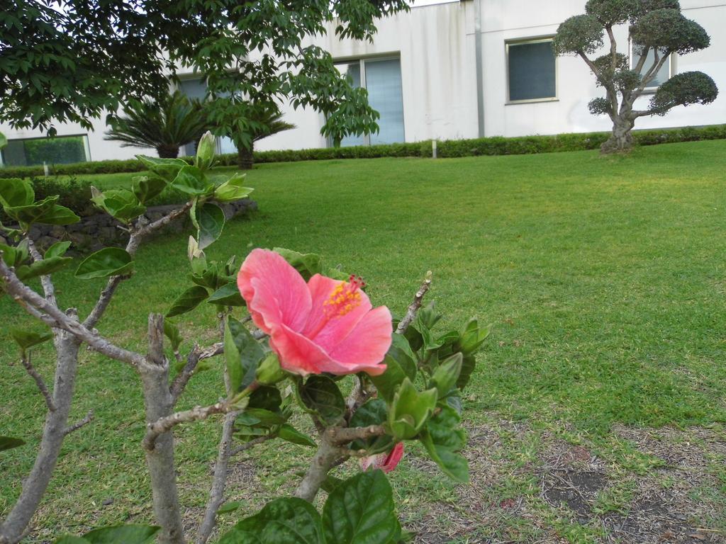 Fiore Dell'Etna Leilighet Santa Venerina Eksteriør bilde